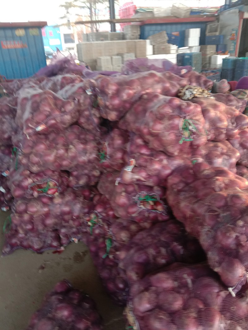 山东精品洋葱，大量有货，保质保量，发往全国各地，协助找车