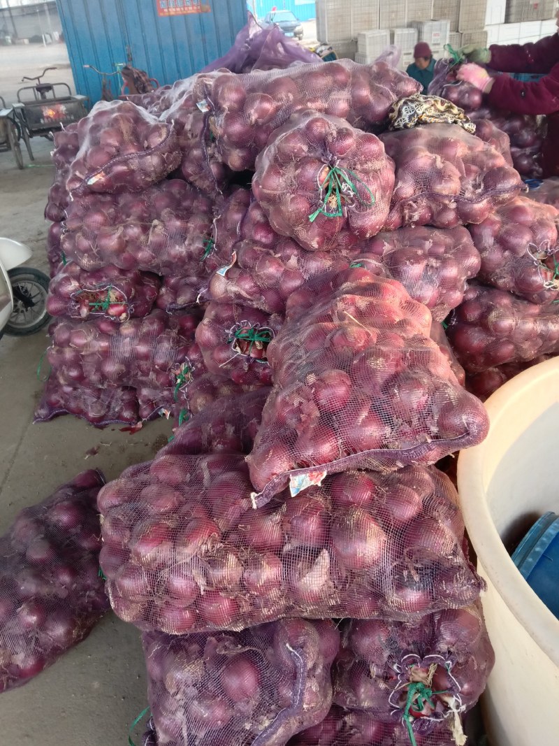 山东精品洋葱，大量有货，保质保量，发往全国各地，协助找车