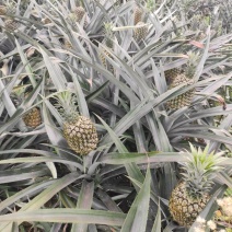 云南河口香菠萝口感十足
