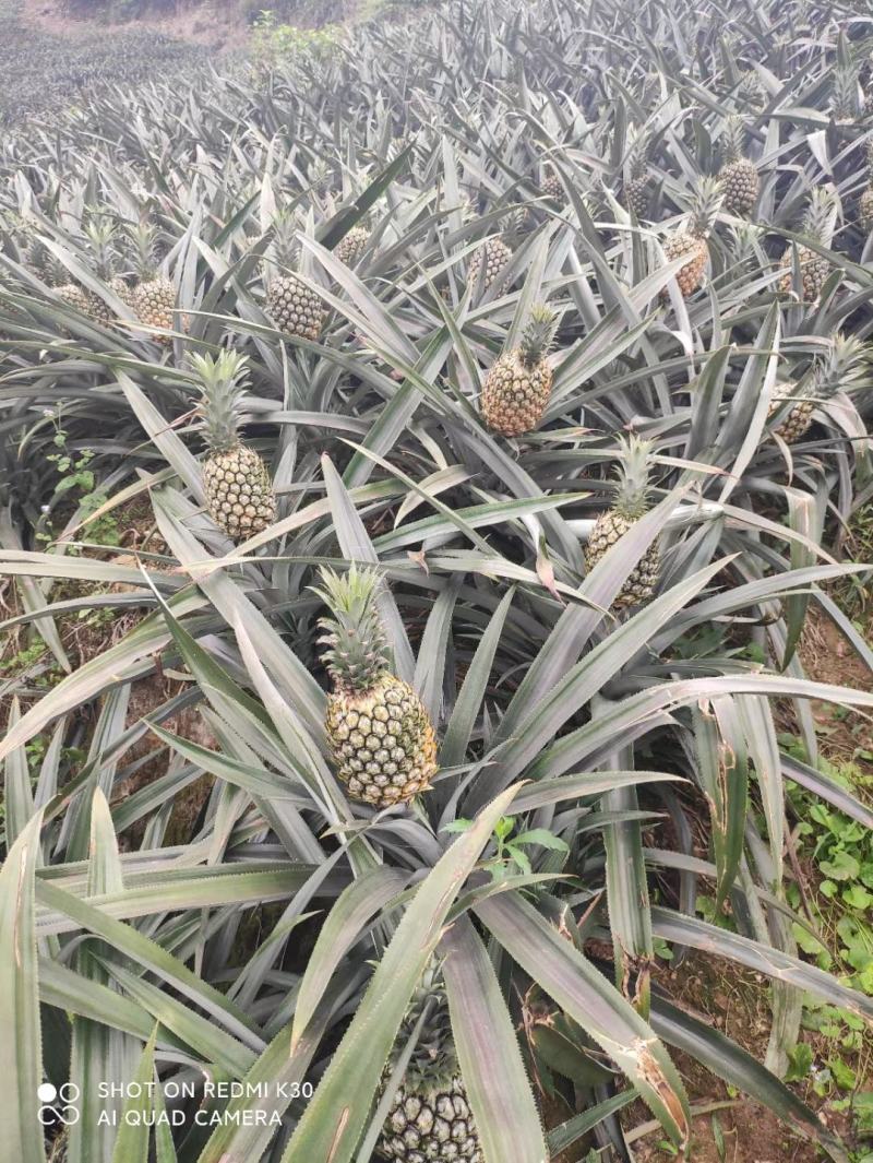 云南河口香菠萝口感十足