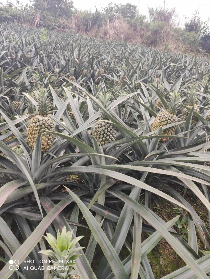 云南河口香菠萝口感十足