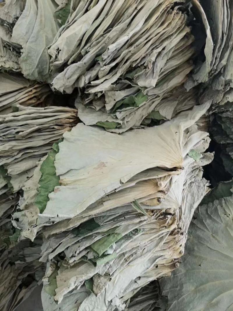 荷叶中药材荷叶丝另售整张荷叶荷叶荷叶丝够含量