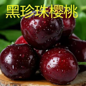 【基地直销】黑珍珠大樱桃苗包技术指导布鲁克斯全国包邮