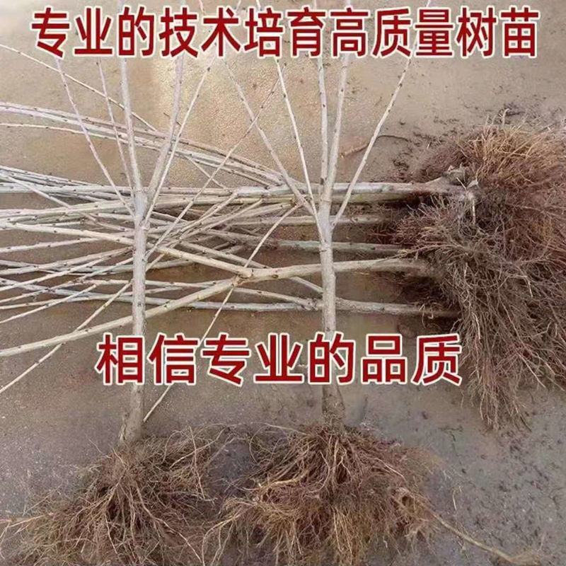 【基地直销】黑珍珠大樱桃苗包技术指导布鲁克斯全国包邮