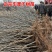 【基地直销】黑珍珠大樱桃苗包技术指导布鲁克斯全国包邮