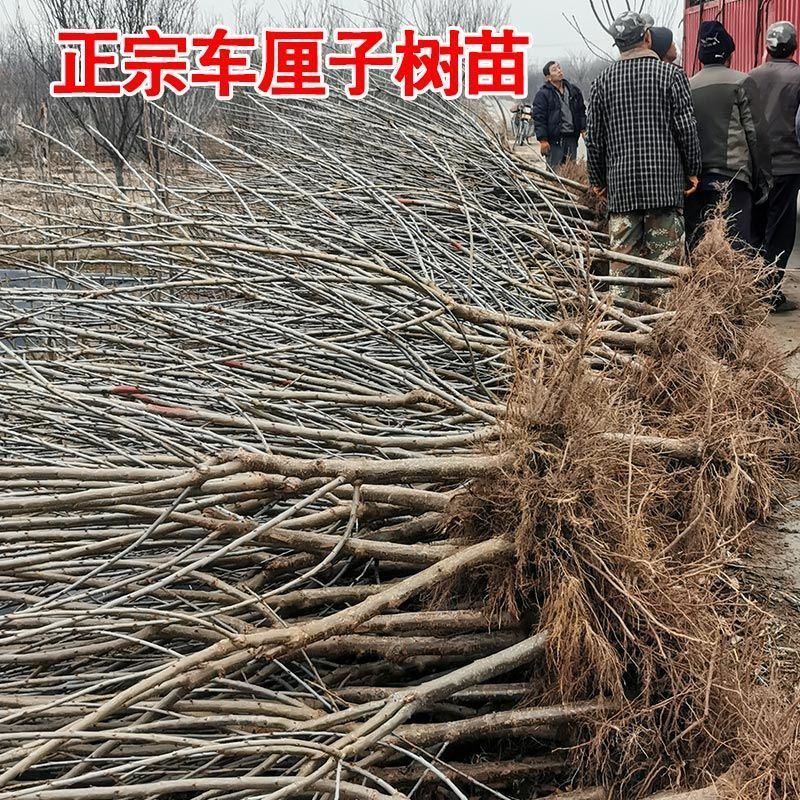 【基地直销】黑珍珠大樱桃苗包技术指导布鲁克斯全国包邮
