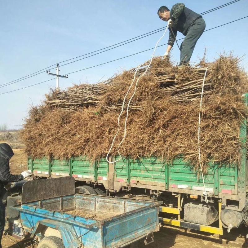 【基地直销】黑珍珠大樱桃苗包技术指导布鲁克斯全国包邮