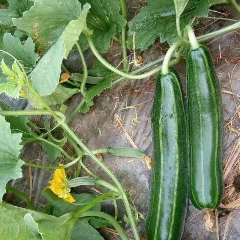 脆瓜菜瓜越瓜梢瓜山东潍坊特产大量上市欢迎订购