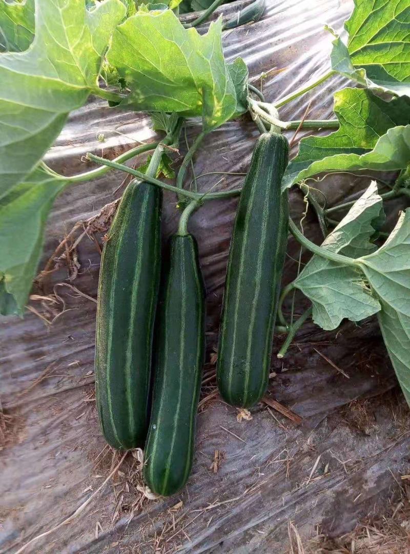 脆瓜菜瓜越瓜梢瓜山东潍坊特产大量上市欢迎订购
