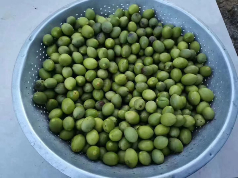 橄榄树苗乌橄榄青橄榄包邮价小小果苗
