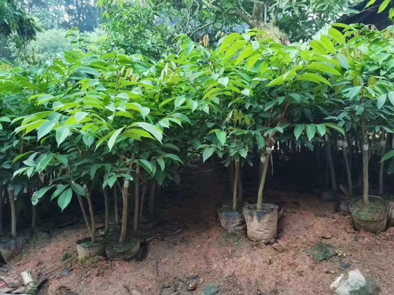 橄榄树苗乌橄榄青橄榄包邮价小小果苗