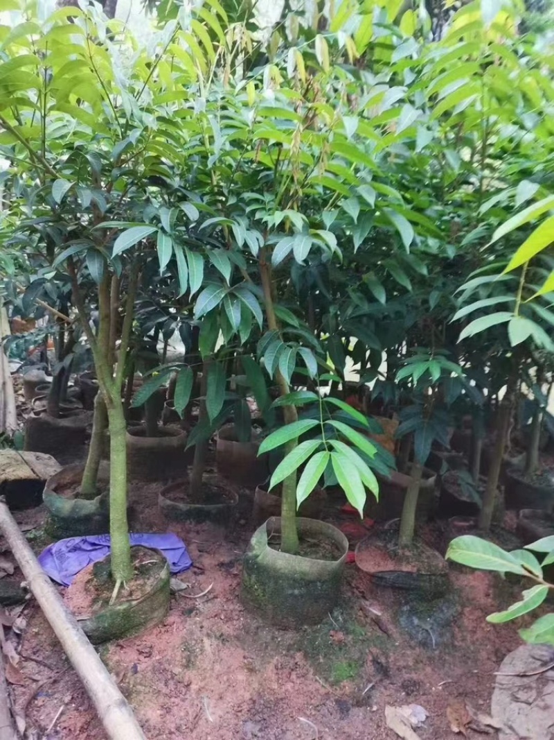 橄榄树苗乌橄榄青橄榄包邮价小小果苗