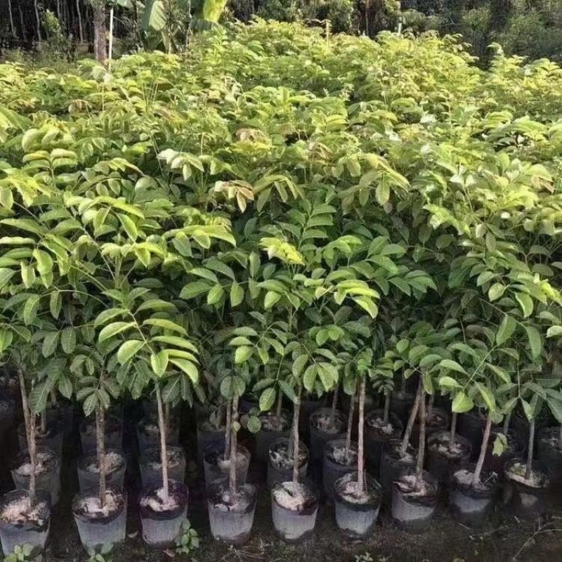 橄榄树苗乌橄榄青橄榄包邮价小小果苗