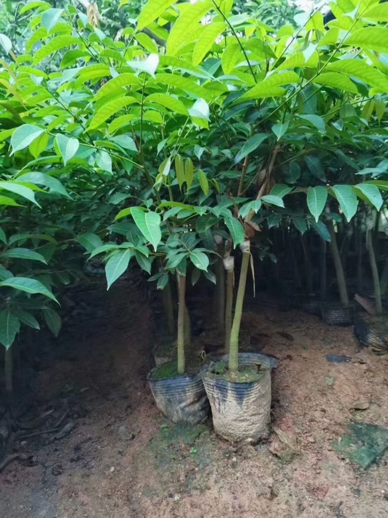 橄榄树苗乌橄榄青橄榄包邮价小小果苗