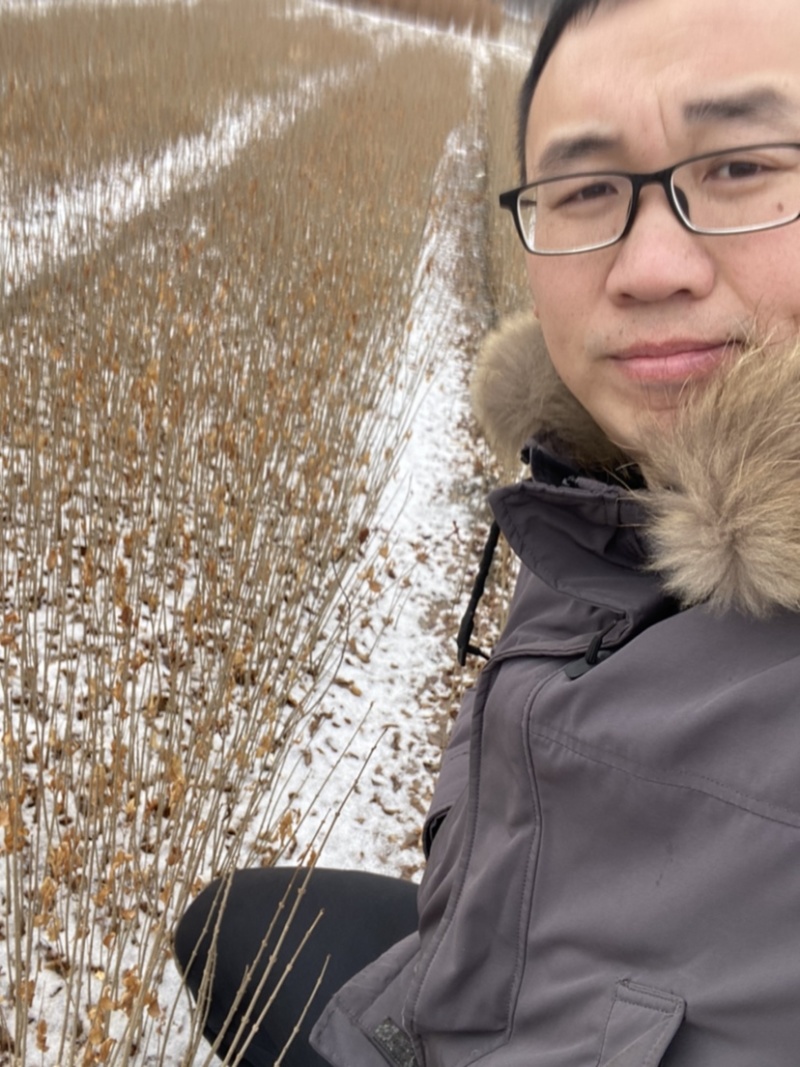 水蜡苗女贞小苗当年苗二年墩工程苗绿篱
