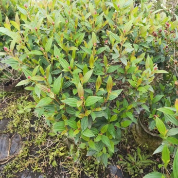 紫牡丹巴西野牡丹野牡丹