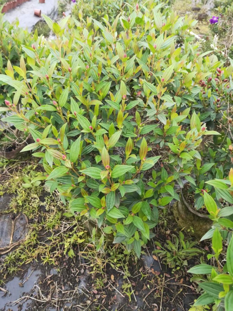 紫牡丹巴西野牡丹野牡丹