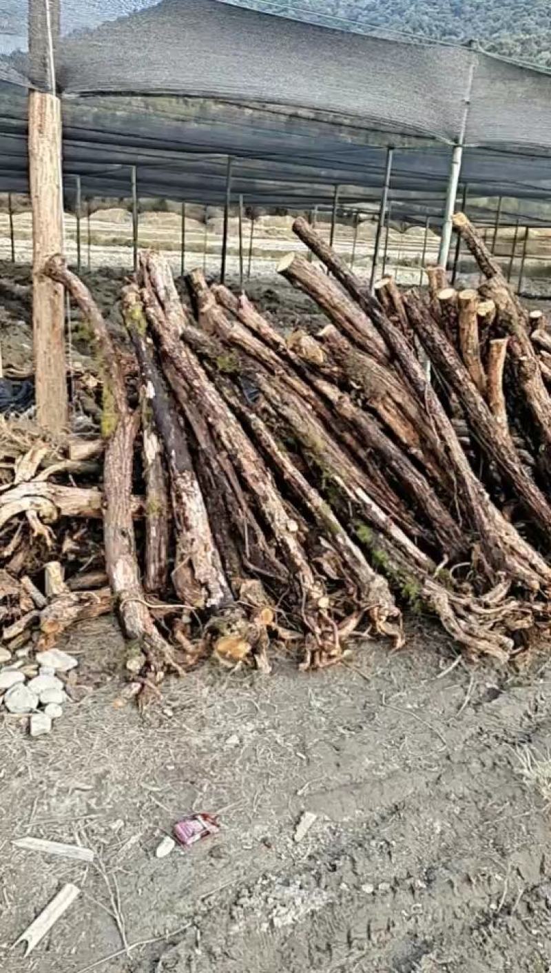 云南野生精品山木香下山桩