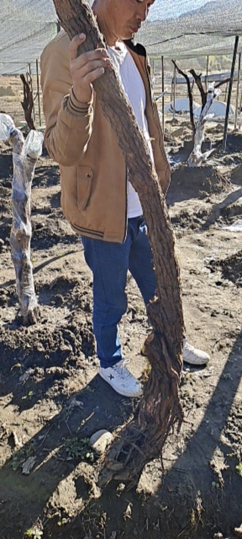 云南野生精品山木香下山桩