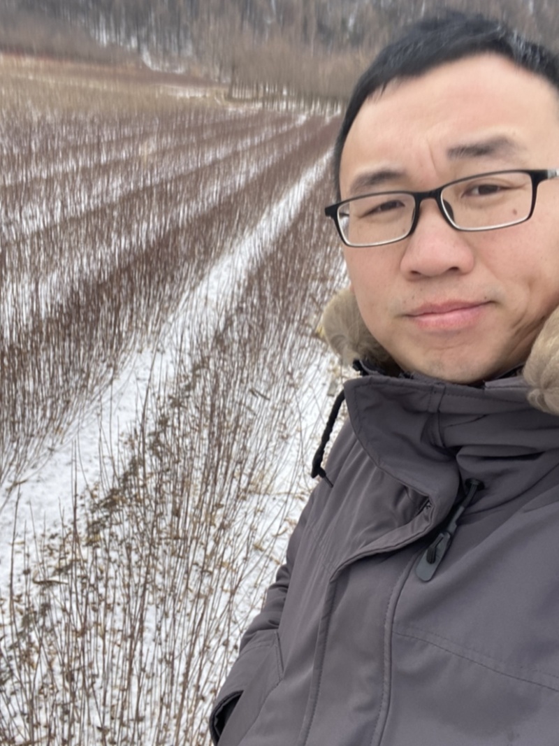 卫矛小苗桃叶卫矛苗建圃小苗二年墩绿化工程苗