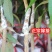荔枝嫁接苗桂味妃子笑自家培育的树苗品种保证