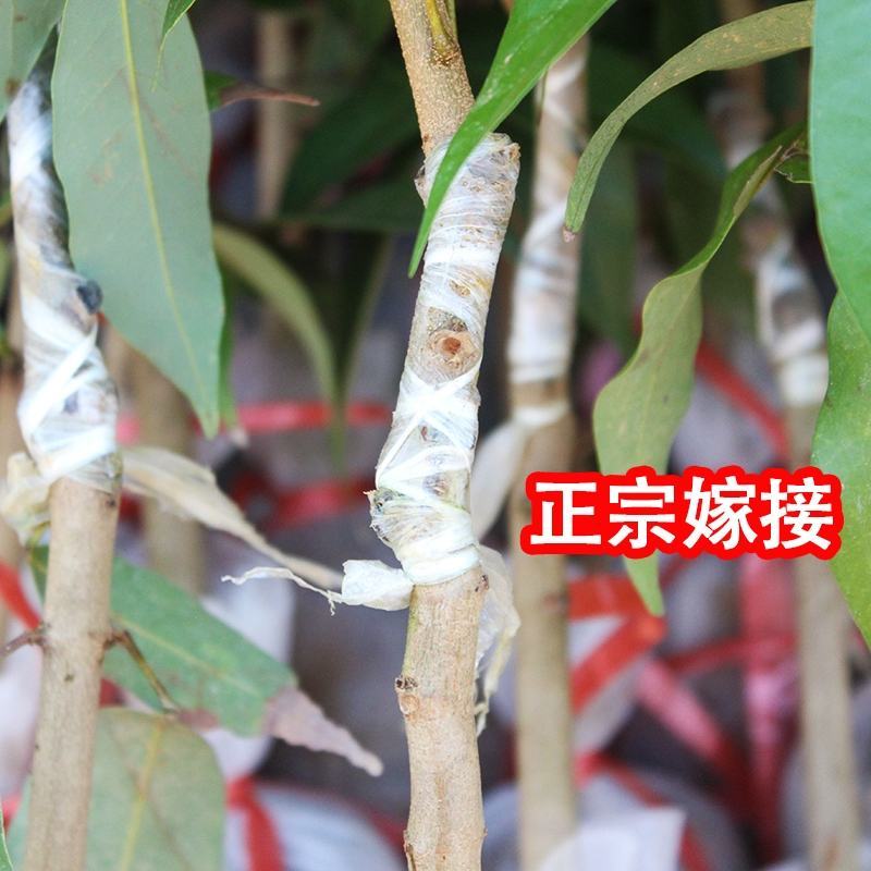 荔枝嫁接苗桂味妃子笑自家培育的树苗品种保证