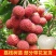 荔枝嫁接苗桂味妃子笑自家培育的树苗品种保证