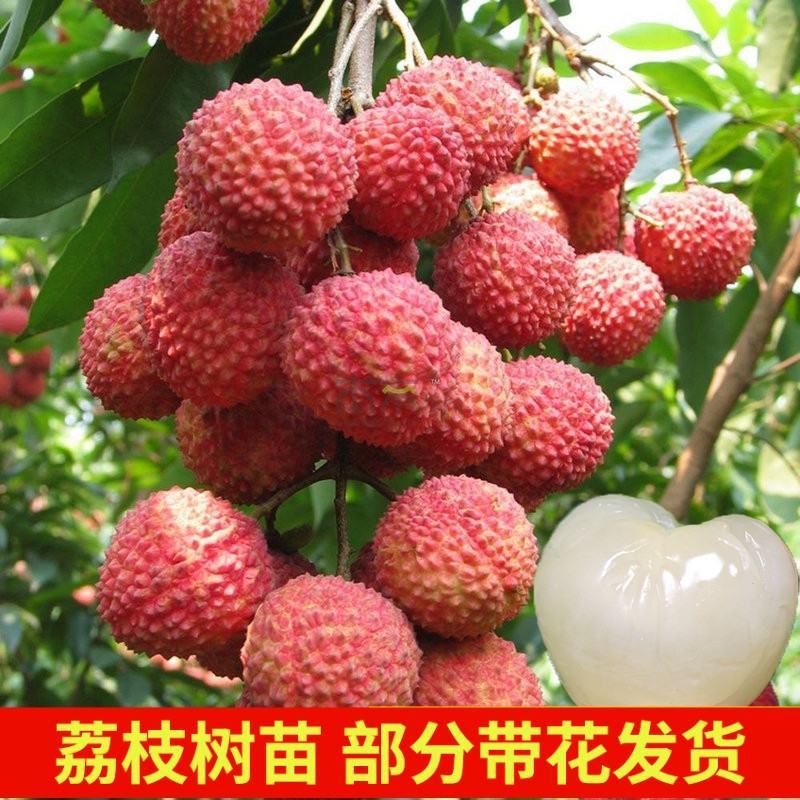 荔枝嫁接苗桂味妃子笑自家培育的树苗品种保证