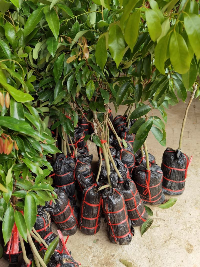 荔枝嫁接苗桂味妃子笑自家培育的树苗品种保证