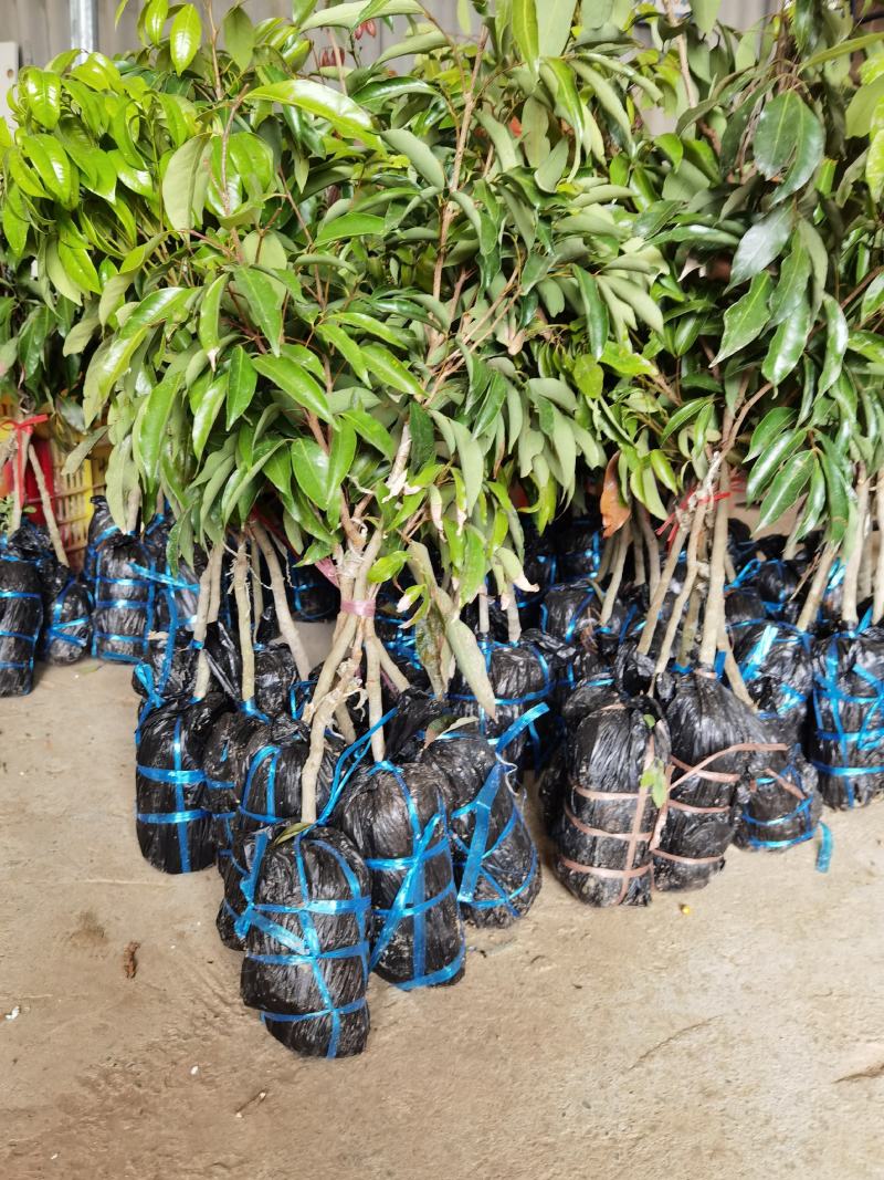 荔枝嫁接苗桂味妃子笑自家培育的树苗品种保证