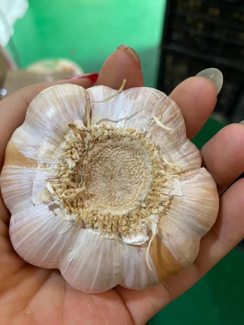 鲜大蒜/干大蒜，个大皮薄味浓，一手货源价格更低，需要联系