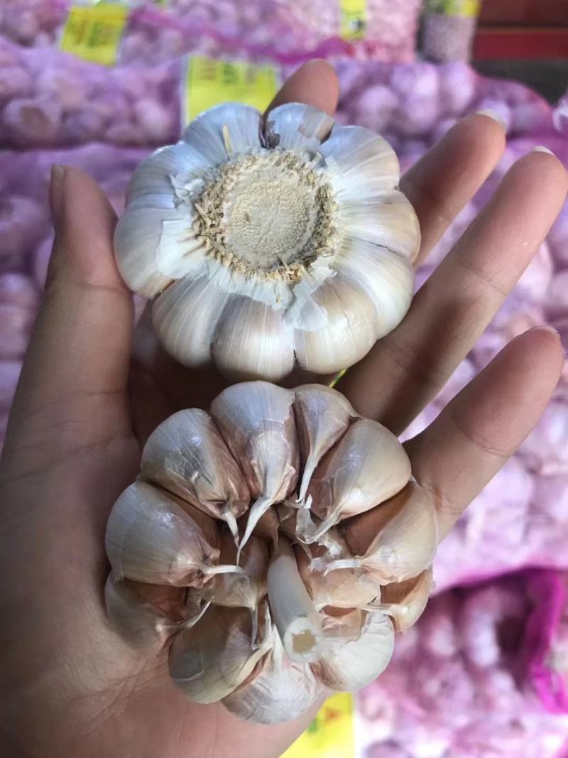 鲜大蒜/干大蒜，个大皮薄味浓，一手货源价格更低，需要联系