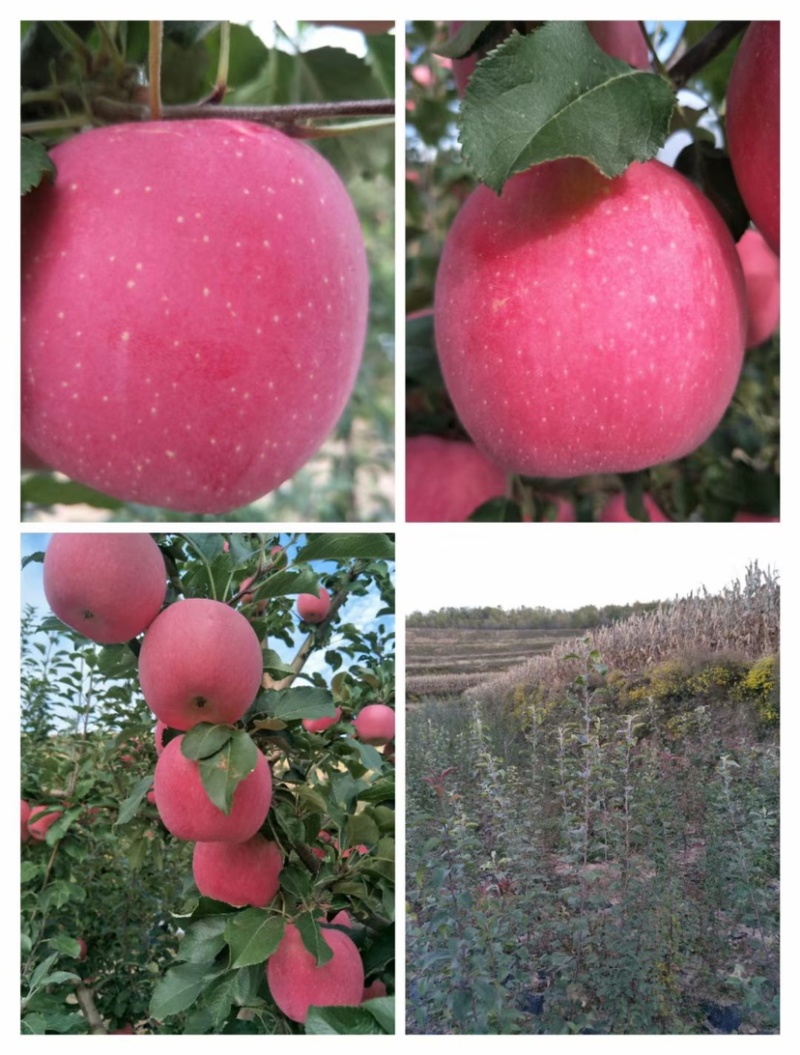 【山东苹果】纸袋膜袋精品苹果甜分足个头大全国运输