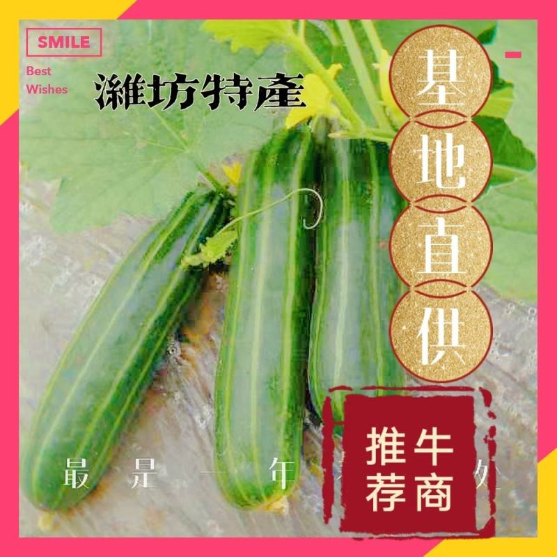 脆瓜菜瓜越瓜梢瓜山东潍坊特产大量上市欢迎订购