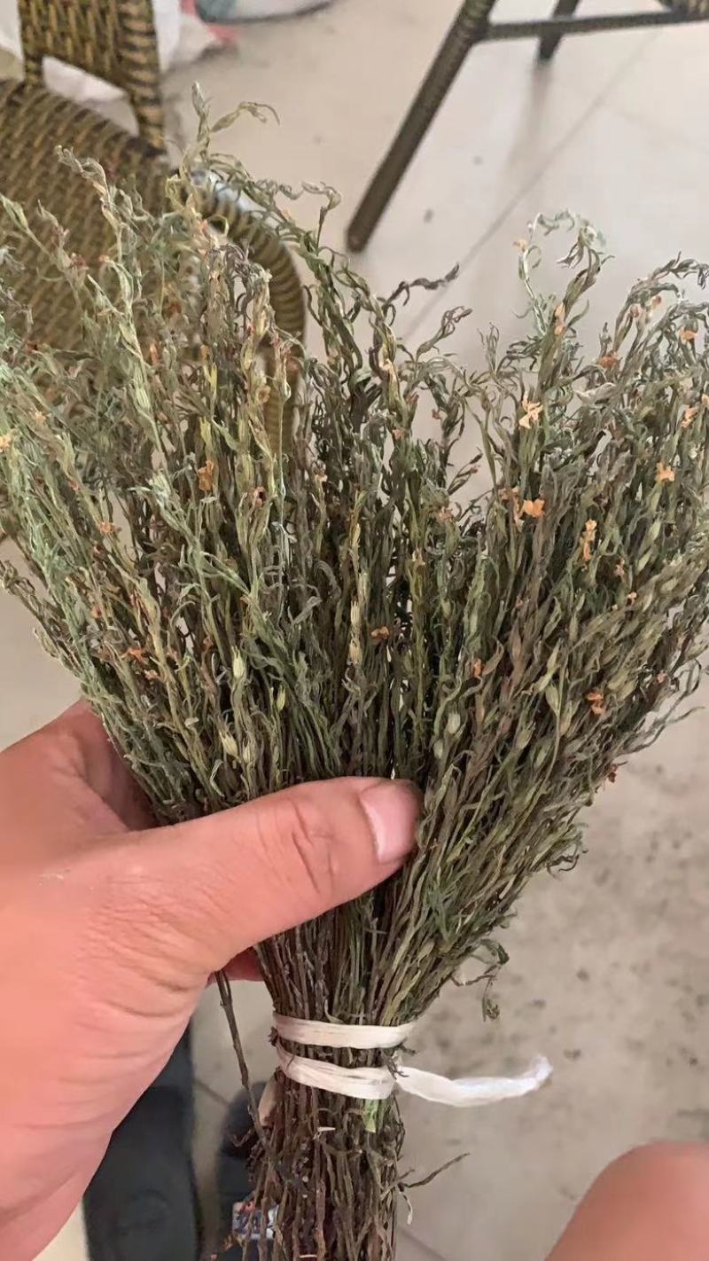 独脚金2023年独角金疳积草独脚甘独脚柑新鲜晒干野生