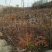 香椿芽批发基地山东省特产
