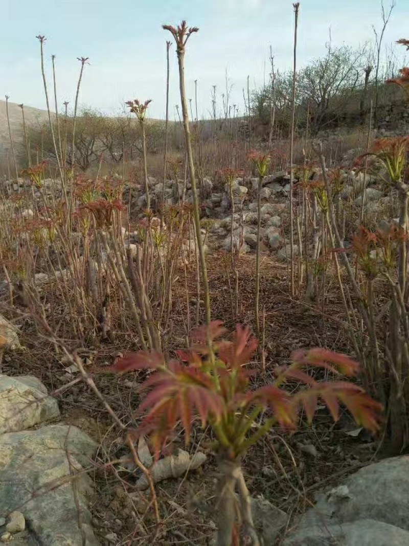 香椿芽批发基地山东省特产