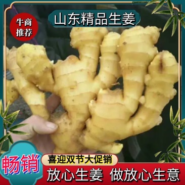 山东优质生姜个头大辛辣味十足产地发货全国运输
