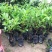番石榴新品种苗芭乐台湾珍珠番石榴白心红心南方种植嫁接苗