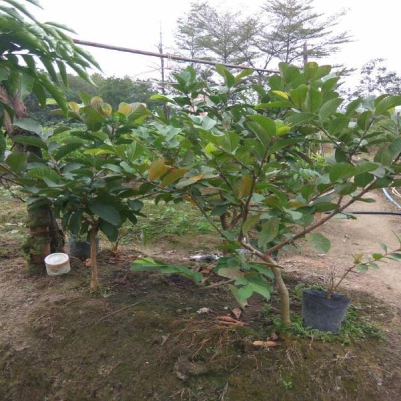 番石榴新品种苗芭乐台湾珍珠番石榴白心红心南方种植嫁接苗