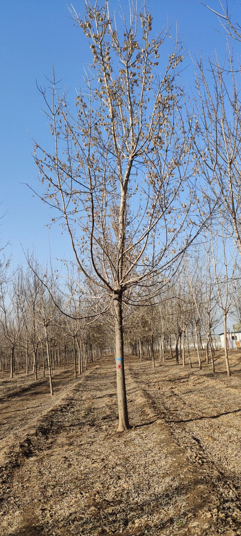 供应自家苗圃8～15青叶复叶槭照片质量保质保量