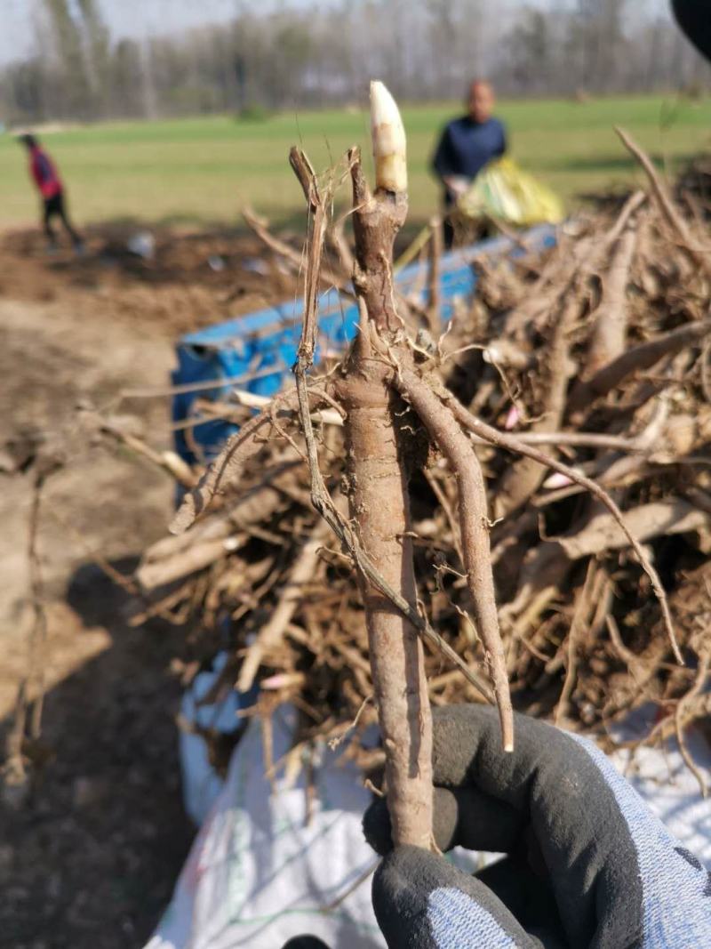 牡丹苗油用牡丹苗批发