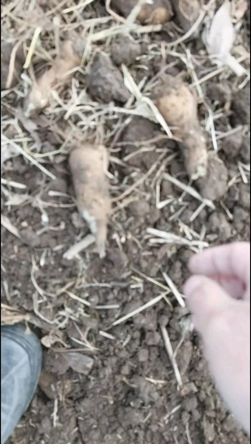 白术芽白术苗改良品种高产