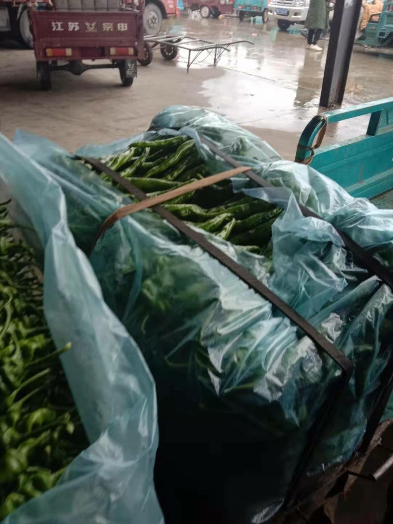 山东精品螺丝大辣椒，货量很大供应全国，协助找车