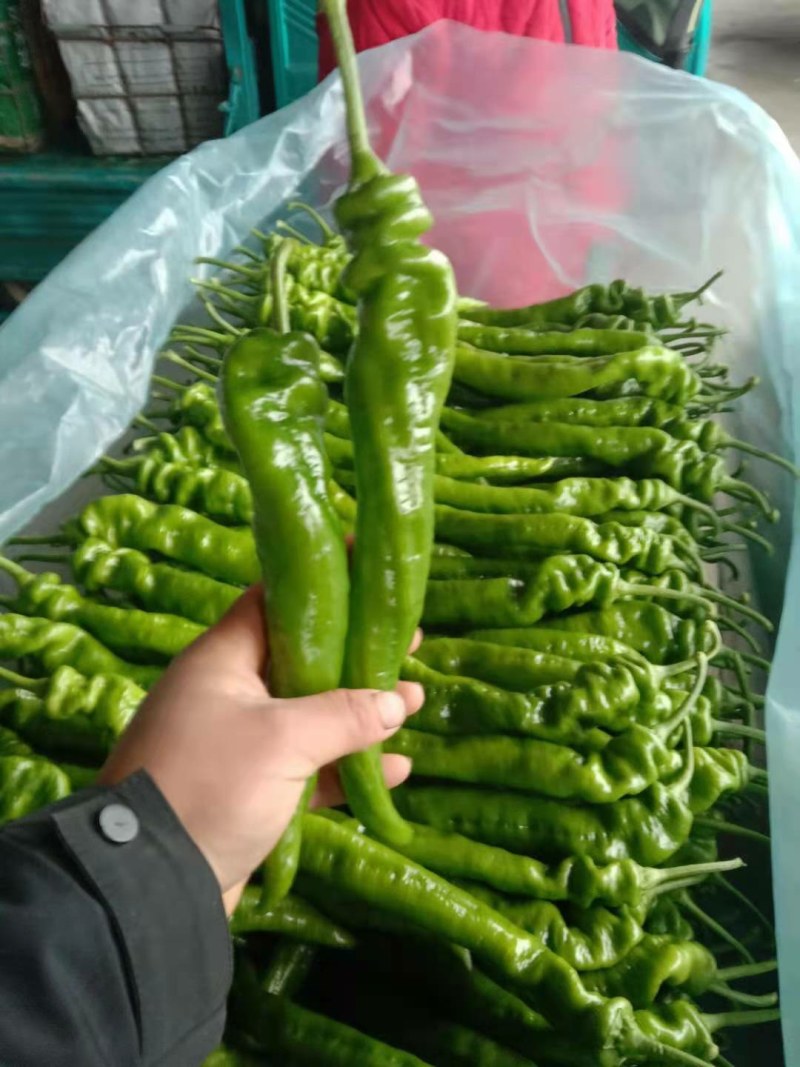 山东精品螺丝大辣椒，货量很大供应全国，协助找车