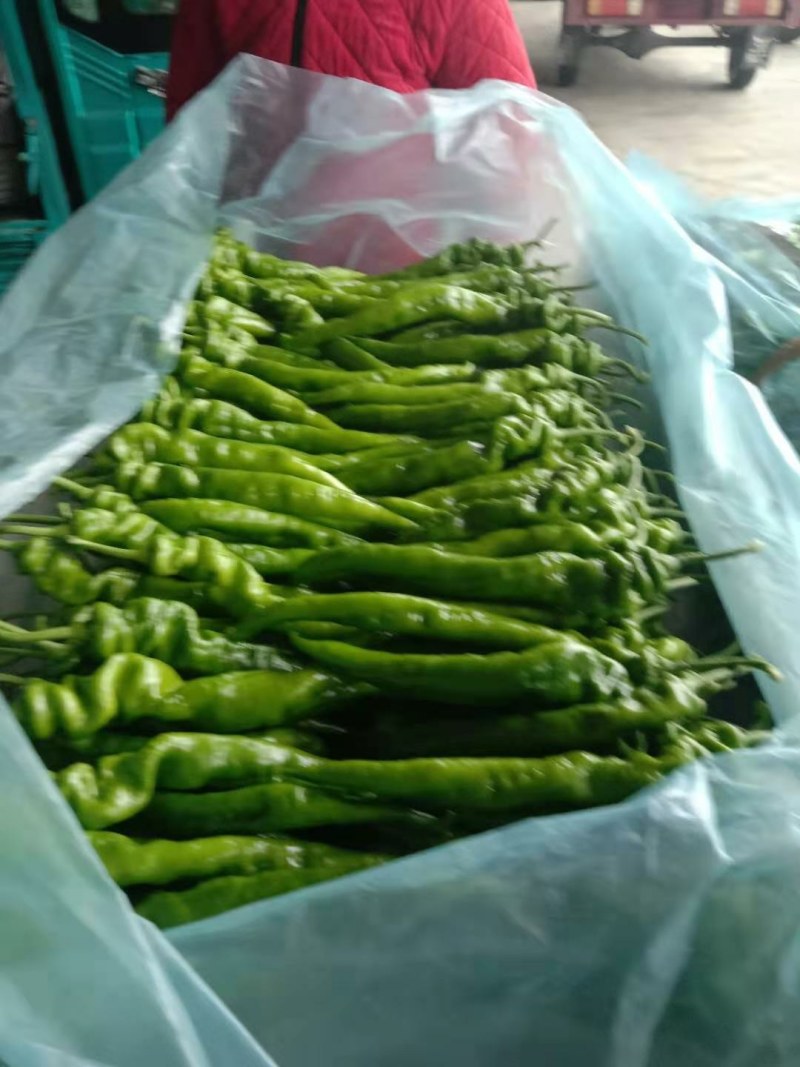 山东精品螺丝大辣椒，货量很大供应全国，协助找车