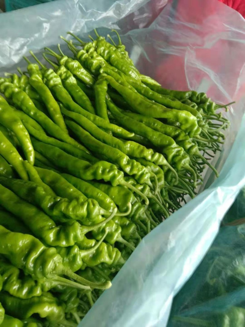 山东精品螺丝大辣椒，货量很大供应全国，协助找车
