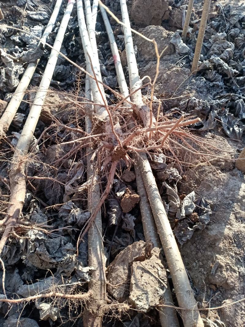 山东临清绿洲苗木种植基地，107速生杨大量供应中。