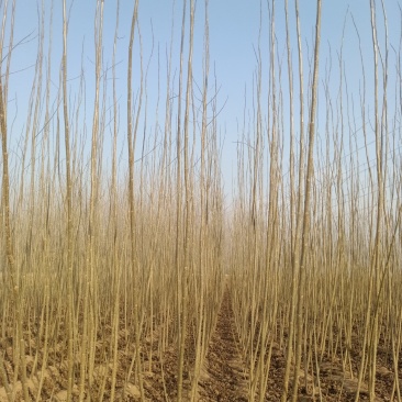 山东临清绿洲苗木种植基地，107速生杨大量供应中。