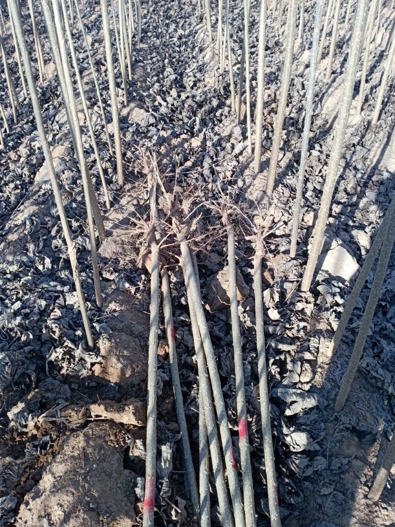 山东临清绿洲苗木种植基地，107速生杨大量供应中。